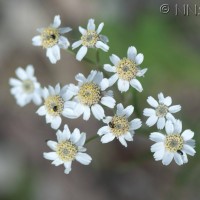 Sneezewort